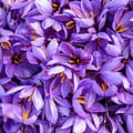 Saffron