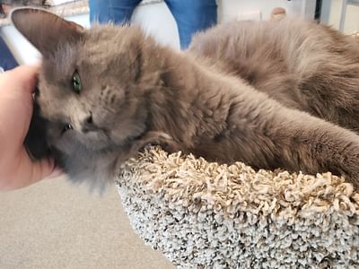 Cat Cafe - Kokomo Humane Society