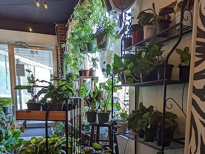 Ivy Terra Plant Cafe